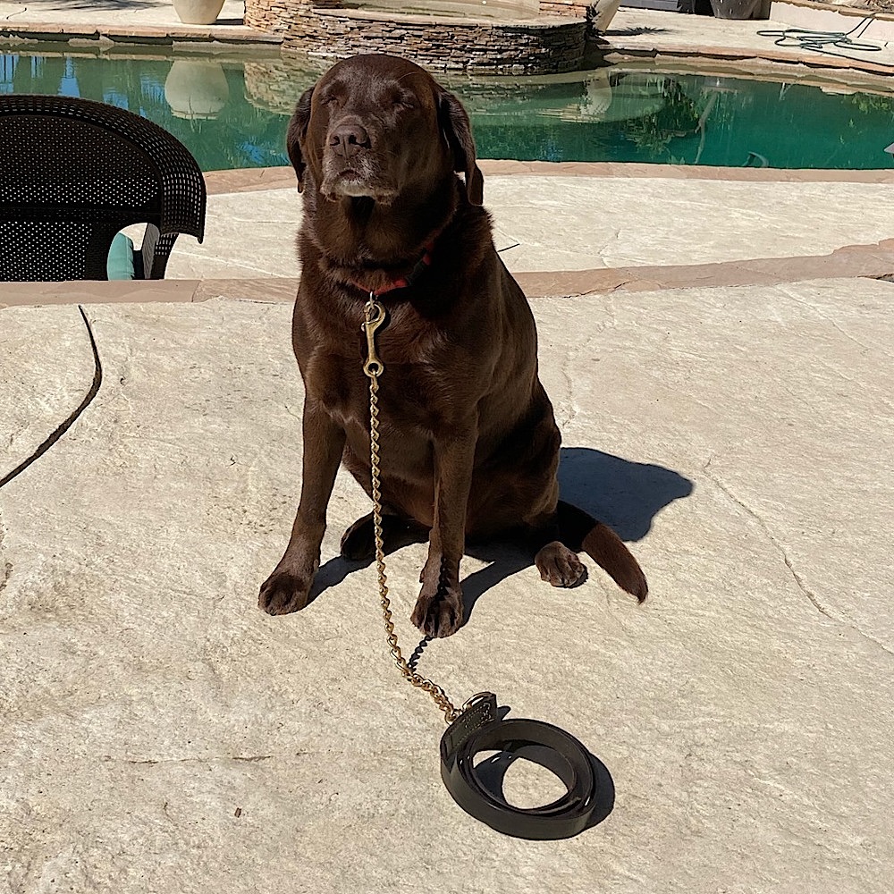 Leather Dog or Horse Lead and Chain Brass 90” New